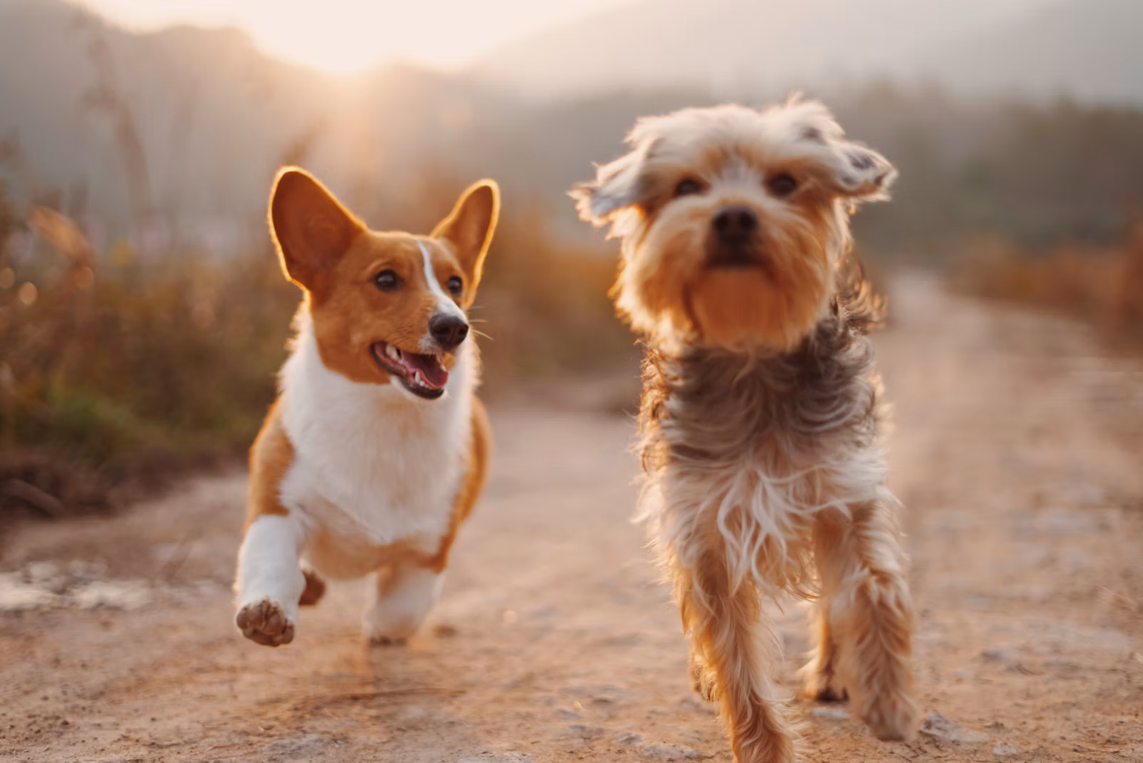 Canais e horário de atendimento da Bulldog Racoes